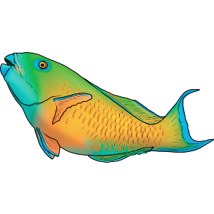 Parrotfish