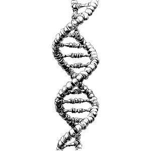 DNA Strand