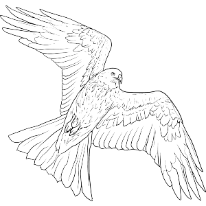 Soaring Bird of Prey