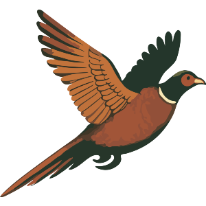 Flying Pheasant