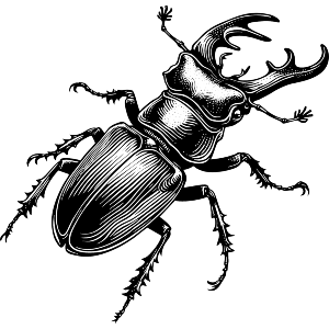 Stag Beetle