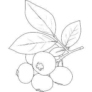 Blueberry Branch