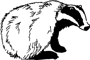 Sitting Badger