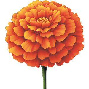 African Marigold Flower 