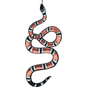 Coral Snake
