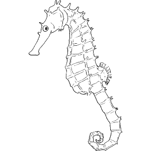 Happy Seahorse