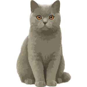 Alert British Shorthair Cat
