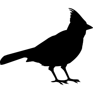 Cardinal Bird