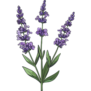 Lavender
