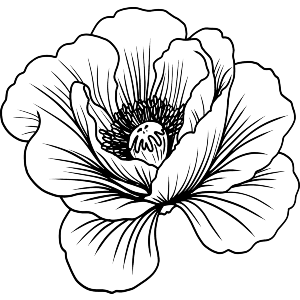 Poppy Flower