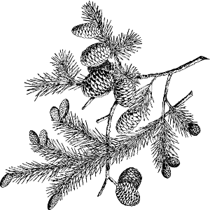 Fir Tree Branch