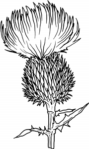 Thistle