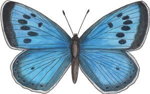 Blue Butterfly