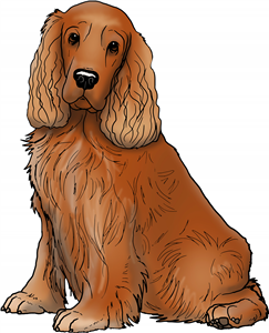 Red Cockerspaniel