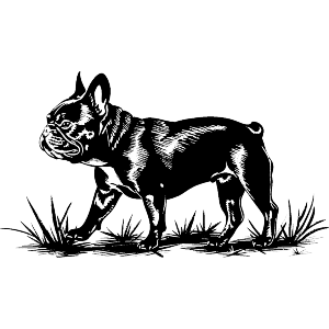 French Bulldog Walking on Grass