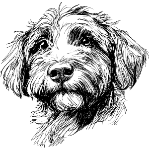 Irish Doodle Puppy