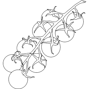 Vine Tomatoes