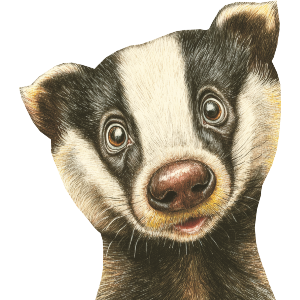Funny Badger