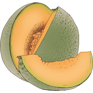 Sliced Cantaloupe Melon