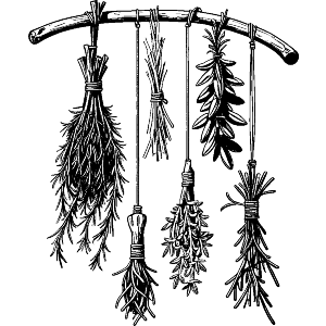 Drying Herb Bundles
