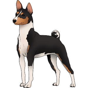 Standing Basenji Dog