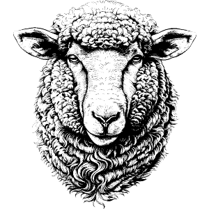 Sheep Portrait