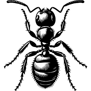 Solitary Ant