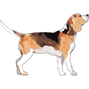 Beagle Dog