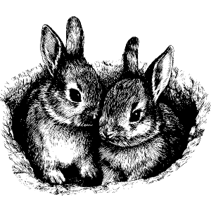 Baby Bunnies in Nest