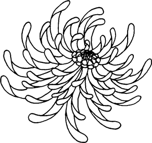 Chrysanthemum