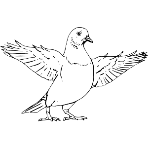 Pigeon With Wings Spread