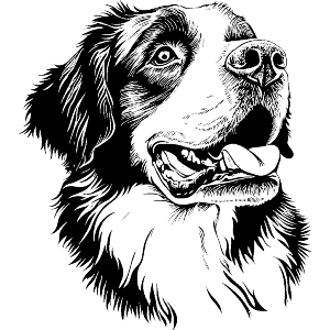 St Bernard Dog Portrait
