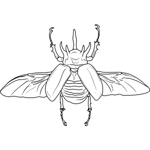 Atlas Beetle Flying