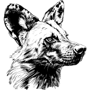 African Wild Dog Side View