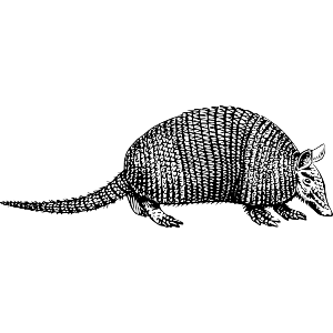 Wild Armadillo