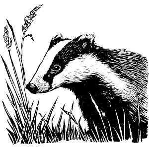 Badger in a Field