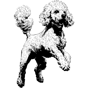 Jumping Poodle