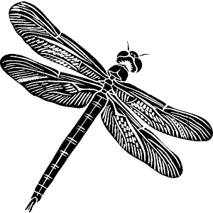 Simple Dragonfly Top View