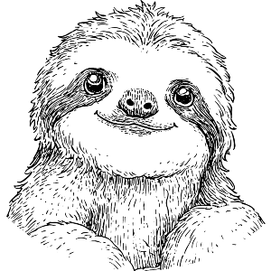 Baby Sloth Portrait