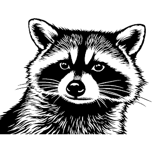 Raccoon Front View