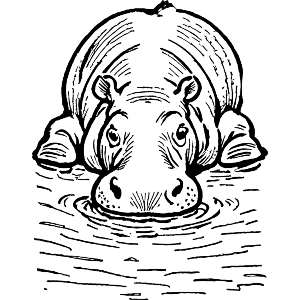 Hippopotamus in a Pond