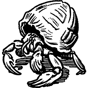 Hermit Crab Crawling