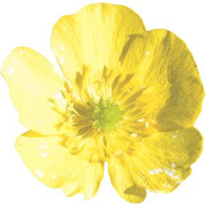 Buttercup