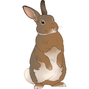 Standing Rabbit Animal