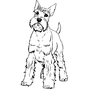 Schnauzer Dog