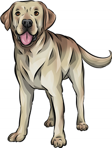 Labrador