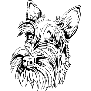 Scottish Terrier Dog Portrait