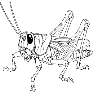 Grasshopper Bug