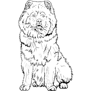 Chow Chow Dog
