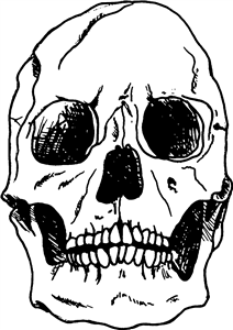 Human Skull